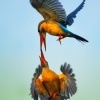 Lednacek gurial - Pelargopsis capensis - Stork-billed Kingfisher 9915